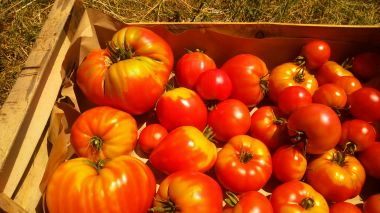 Légumes & fruits