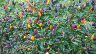 piments [piment]